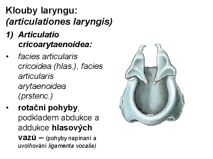 Klouby laryngu: (articulationes laryngis) 1) Articulatio cricoarytaenoidea: • facies articularis cricoidea (hlas. ), facies