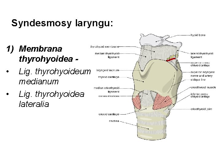 Syndesmosy laryngu: 1) Membrana thyrohyoidea • Lig. thyrohyoideum medianum • Lig. thyrohyoidea lateralia 