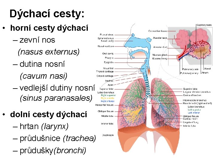 Dýchací cesty: • horní cesty dýchací – zevní nos (nasus externus) – dutina nosní