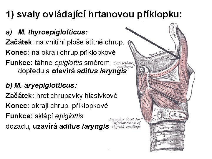 1) svaly ovládající hrtanovou příklopku: a) M. thyroepiglotticus: Začátek: na vnitřní ploše štítné chrup.