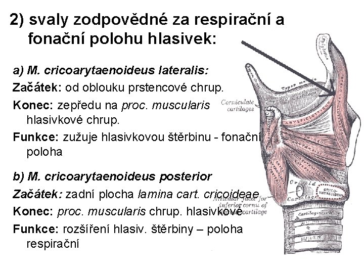 2) svaly zodpovědné za respirační a fonační polohu hlasivek: a) M. cricoarytaenoideus lateralis: Začátek: