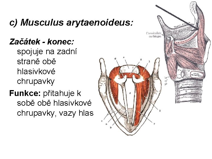 c) Musculus arytaenoideus: Začátek - konec: spojuje na zadní straně obě hlasivkové chrupavky Funkce: