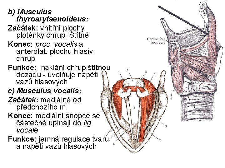 b) Musculus thyroarytaenoideus: Začátek: vnitřní plochy ploténky chrup. Štítné Konec: proc. vocalis a anterolat.