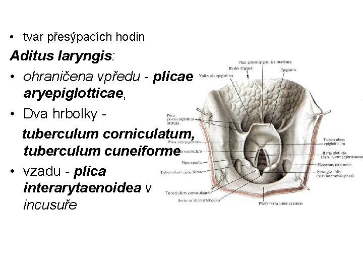  • tvar přesýpacích hodin Aditus laryngis: • ohraničena vpředu - plicae aryepiglotticae, •