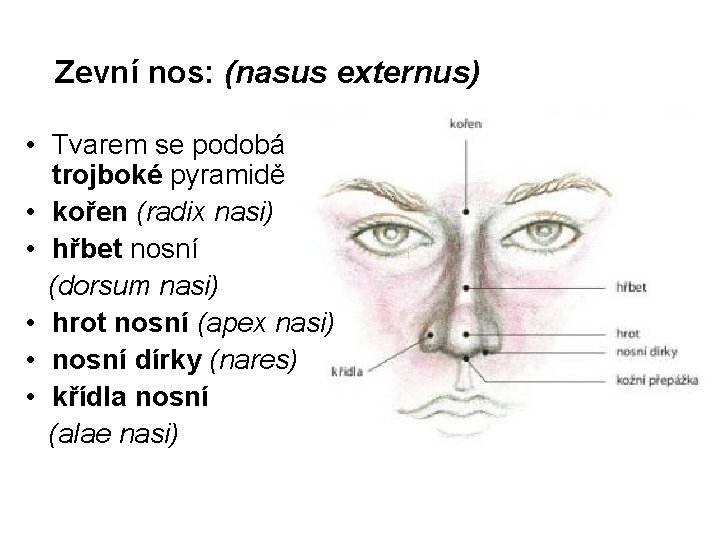 Zevní nos: (nasus externus) • Tvarem se podobá trojboké pyramidě • kořen (radix nasi)