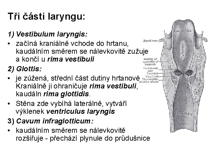 Tři části laryngu: 1) Vestibulum laryngis: • začíná kraniálně vchode do hrtanu, kaudálním směrem