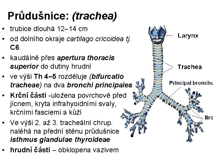 Průdušnice: (trachea) • trubice dlouhá 12– 14 cm • od dolního okraje cartilago cricoidea