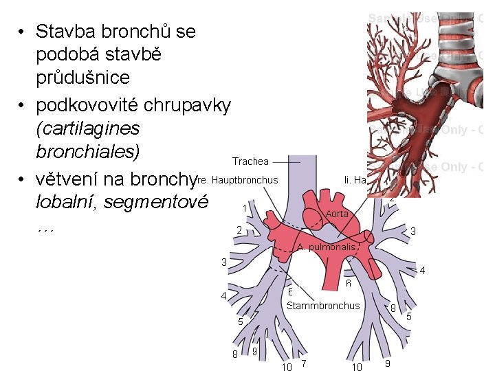  • Stavba bronchů se podobá stavbě průdušnice • podkovovité chrupavky (cartilagines bronchiales) •