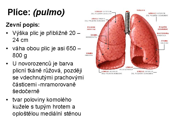 Plíce: (pulmo) Zevní popis: • Výška plic je přibližně 20 – 24 cm •