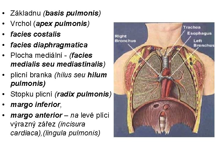  • • • Základnu (basis pulmonis) Vrchol (apex pulmonis) facies costalis facies diaphragmatica