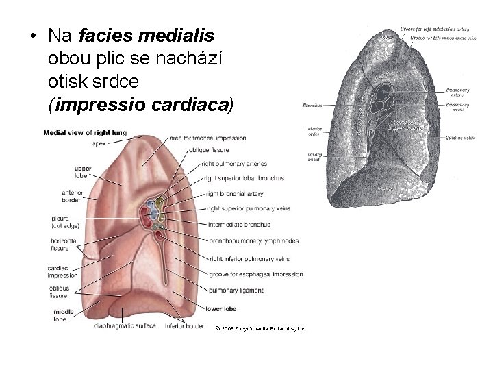  • Na facies medialis obou plic se nachází otisk srdce (impressio cardiaca) 