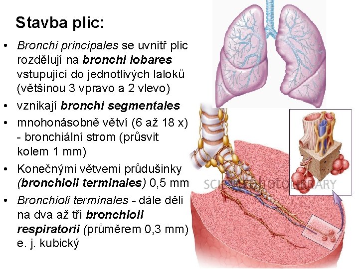 Stavba plic: • Bronchi principales se uvnitř plic rozdělují na bronchi lobares vstupující do