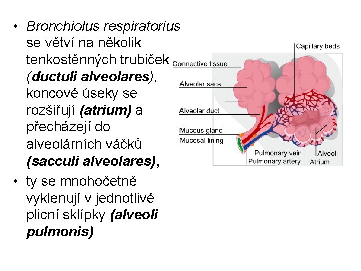  • Bronchiolus respiratorius se větví na několik tenkostěnných trubiček (ductuli alveolares), koncové úseky