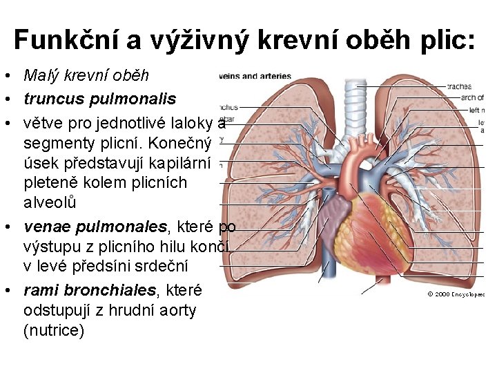 Funkční a výživný krevní oběh plic: • Malý krevní oběh • truncus pulmonalis •