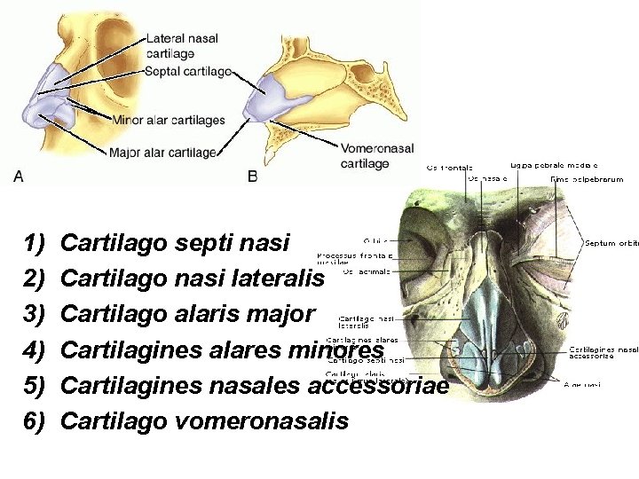 1) 2) 3) 4) 5) 6) Cartilago septi nasi Cartilago nasi lateralis Cartilago alaris