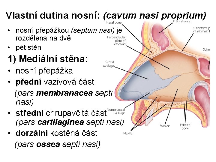 Vlastní dutina nosní: (cavum nasi proprium) • nosní přepážkou (septum nasi) je rozdělena na