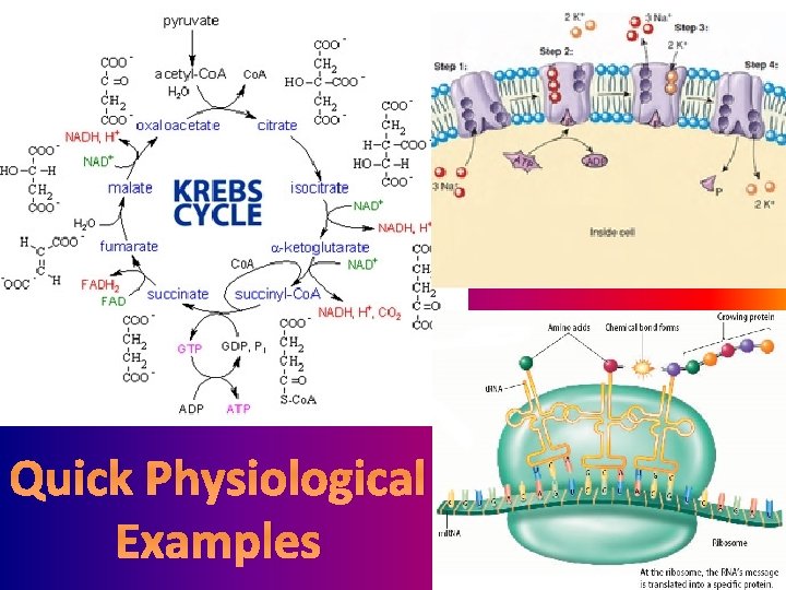 Quick Physiological Examples 