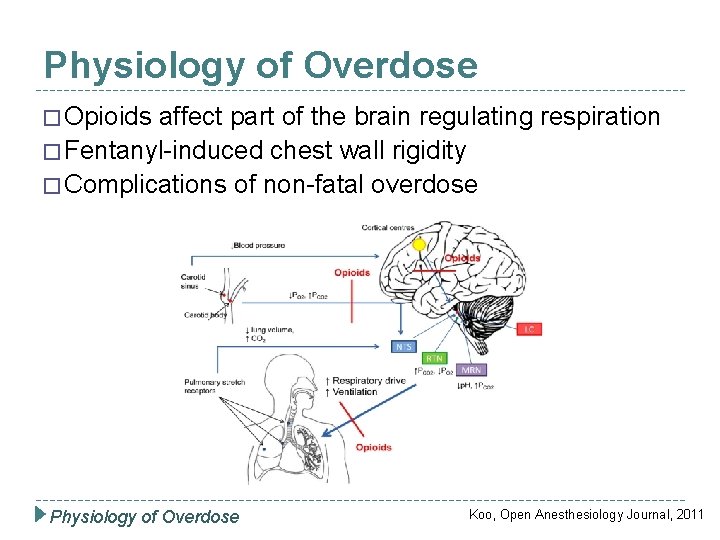 Physiology of Overdose � Opioids affect part of the brain regulating respiration � Fentanyl-induced