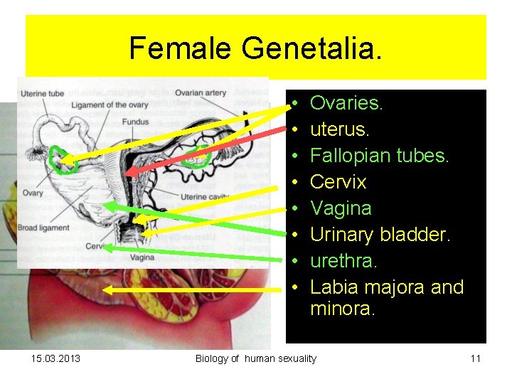 Female Genetalia. • • 15. 03. 2013 Ovaries. uterus. Fallopian tubes. Cervix Vagina Urinary Female Genetalia. • • 15. 03. 2013 Ovaries. uterus. Fallopian tubes. Cervix Vagina Urinary