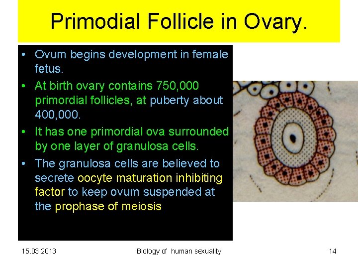 Primodial Follicle in Ovary. • Ovum begins development in female fetus. • At birth Primodial Follicle in Ovary. • Ovum begins development in female fetus. • At birth