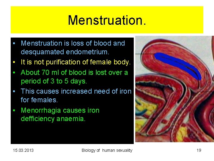 Menstruation. • Menstruation is loss of blood and desquamated endometrium. • It is not Menstruation. • Menstruation is loss of blood and desquamated endometrium. • It is not