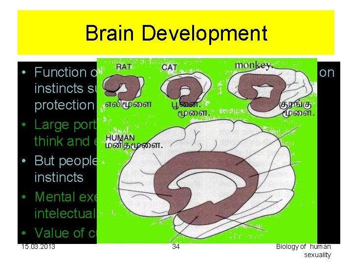 Brain Development • Function of the brain in lower animals is based on instincts Brain Development • Function of the brain in lower animals is based on instincts