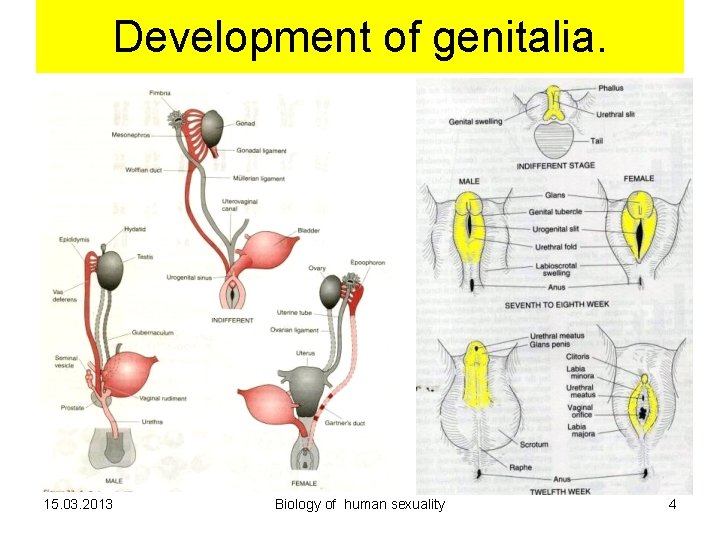 Development of genitalia. 15. 03. 2013 Biology of human sexuality 4 Development of genitalia. 15. 03. 2013 Biology of human sexuality 4