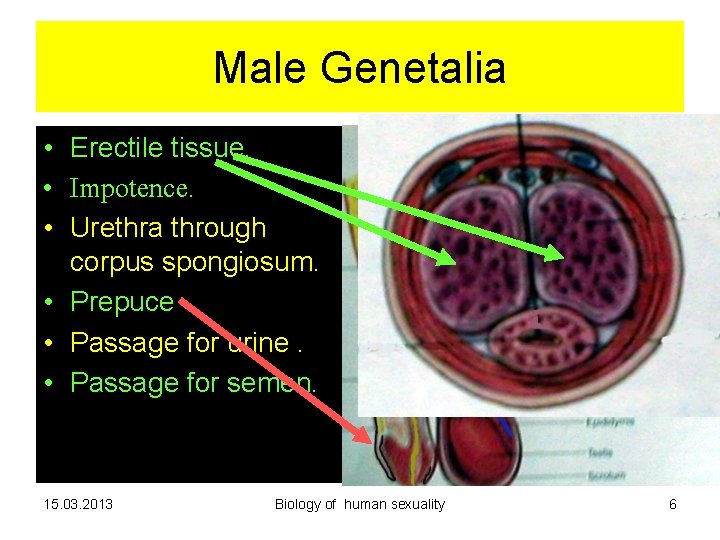 Male Genetalia • Erectile tissue. • Impotence. • Urethra through corpus spongiosum. • Prepuce Male Genetalia • Erectile tissue. • Impotence. • Urethra through corpus spongiosum. • Prepuce