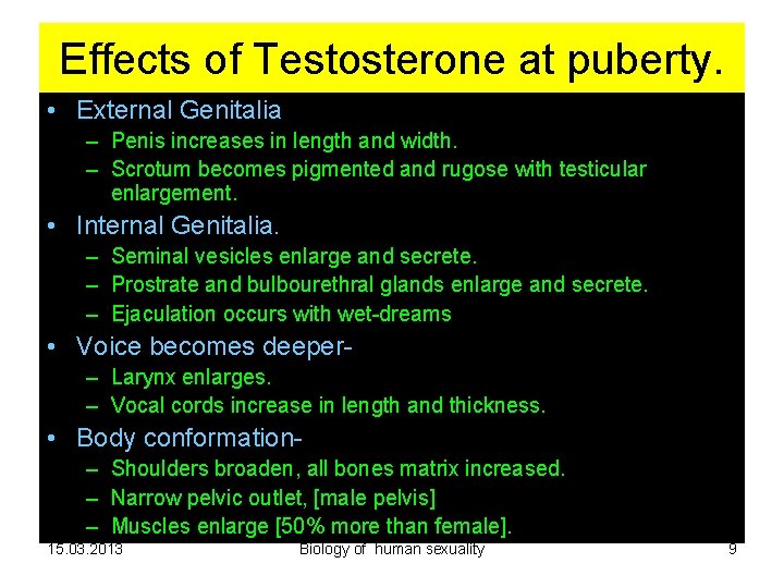 Effects of Testosterone at puberty. • External Genitalia – Penis increases in length and Effects of Testosterone at puberty. • External Genitalia – Penis increases in length and