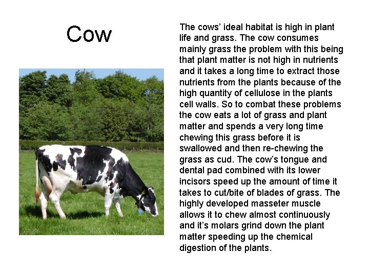 Cow The cows’ ideal habitat is high in plant life and grass. The cow Cow The cows’ ideal habitat is high in plant life and grass. The cow