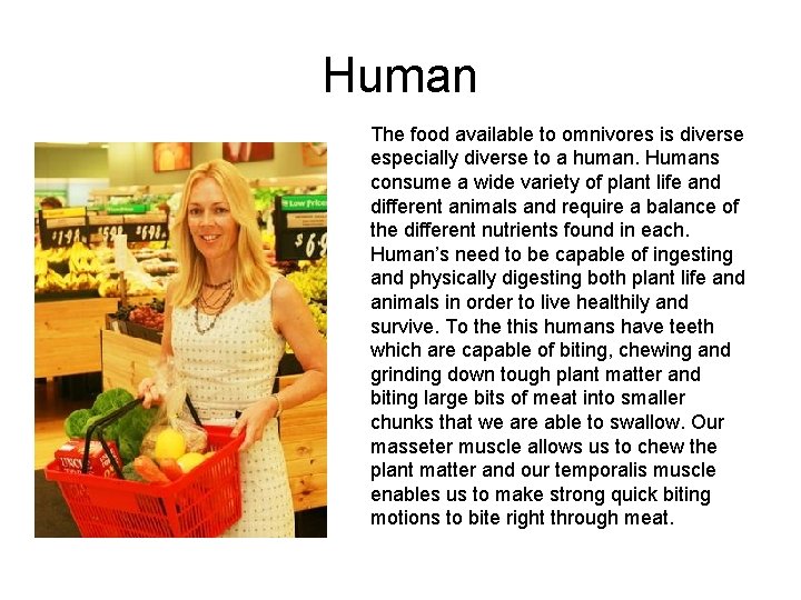 Human The food available to omnivores is diverse especially diverse to a human. Humans Human The food available to omnivores is diverse especially diverse to a human. Humans