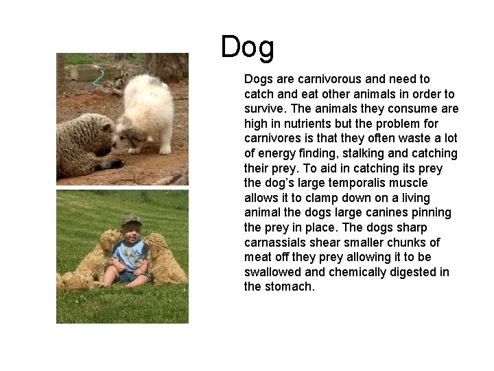 Dog Dogs are carnivorous and need to catch and eat other animals in order Dog Dogs are carnivorous and need to catch and eat other animals in order