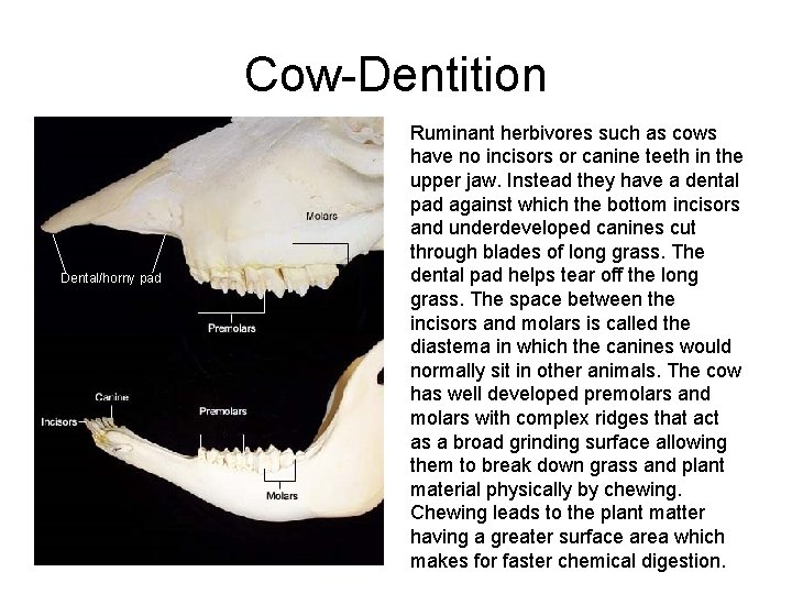 Cow-Dentition Dental/horny pad Ruminant herbivores such as cows have no incisors or canine teeth Cow-Dentition Dental/horny pad Ruminant herbivores such as cows have no incisors or canine teeth