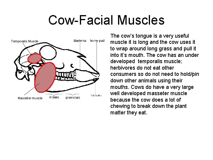 Cow-Facial Muscles Temporalis Muscle Masseter muscle The cow’s tongue is a very useful muscle Cow-Facial Muscles Temporalis Muscle Masseter muscle The cow’s tongue is a very useful muscle