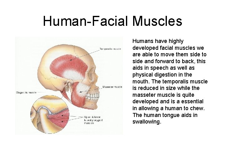 Human-Facial Muscles Humans have highly developed facial muscles we are able to move them Human-Facial Muscles Humans have highly developed facial muscles we are able to move them