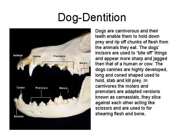 Dog-Dentition Dogs are carnivorous and their teeth enable them to hold down prey and Dog-Dentition Dogs are carnivorous and their teeth enable them to hold down prey and