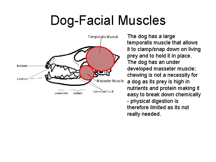 Dog-Facial Muscles Temporalis Muscle Masseter Muscle The dog has a large temporalis muscle that Dog-Facial Muscles Temporalis Muscle Masseter Muscle The dog has a large temporalis muscle that