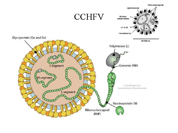 Dr Sadia Anjum Lecture 7 8 Dengue Viruses