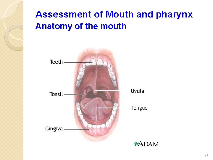 Assessment of Mouth and pharynx Anatomy of the mouth 23 