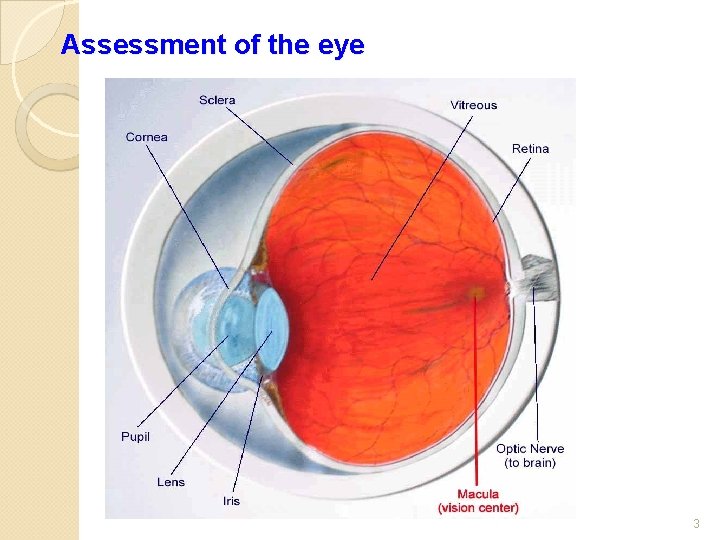 Assessment of the eye 3 