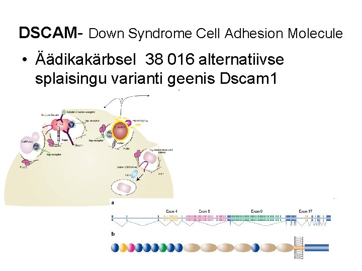 DSCAM- Down Syndrome Cell Adhesion Molecule • Äädikakärbsel 38 016 alternatiivse splaisingu varianti geenis