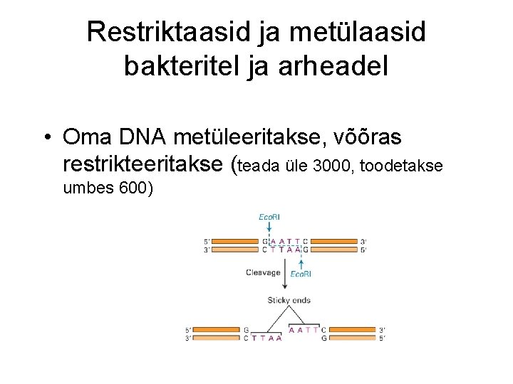 Restriktaasid ja metülaasid bakteritel ja arheadel • Oma DNA metüleeritakse, võõras restrikteeritakse (teada üle