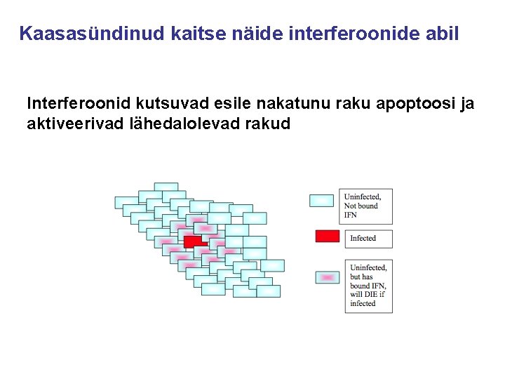 Kaasasündinud kaitse näide interferoonide abil Interferoonid kutsuvad esile nakatunu raku apoptoosi ja aktiveerivad lähedalolevad