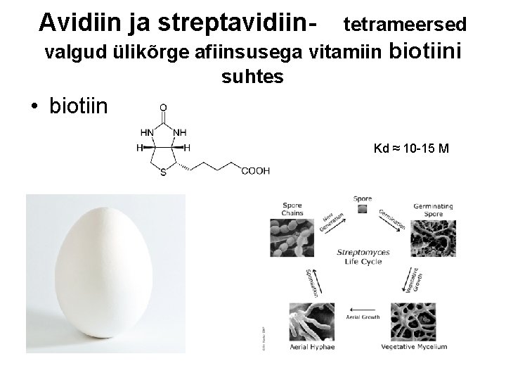 Avidiin ja streptavidiin- tetrameersed valgud ülikõrge afiinsusega vitamiin biotiini suhtes • biotiin Kd ≈