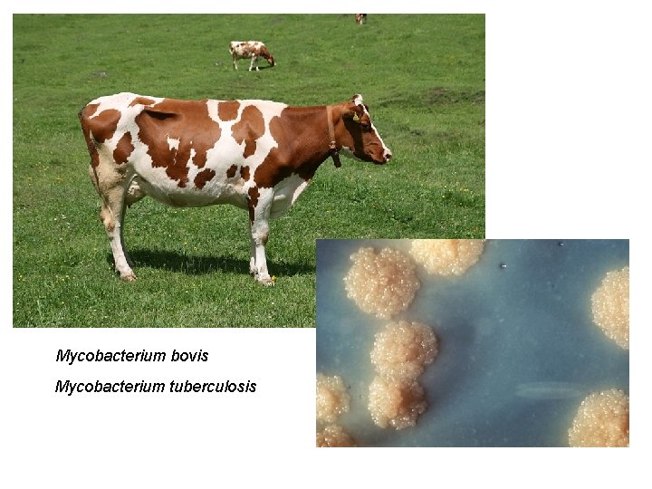 Mycobacterium bovis Mycobacterium tuberculosis 