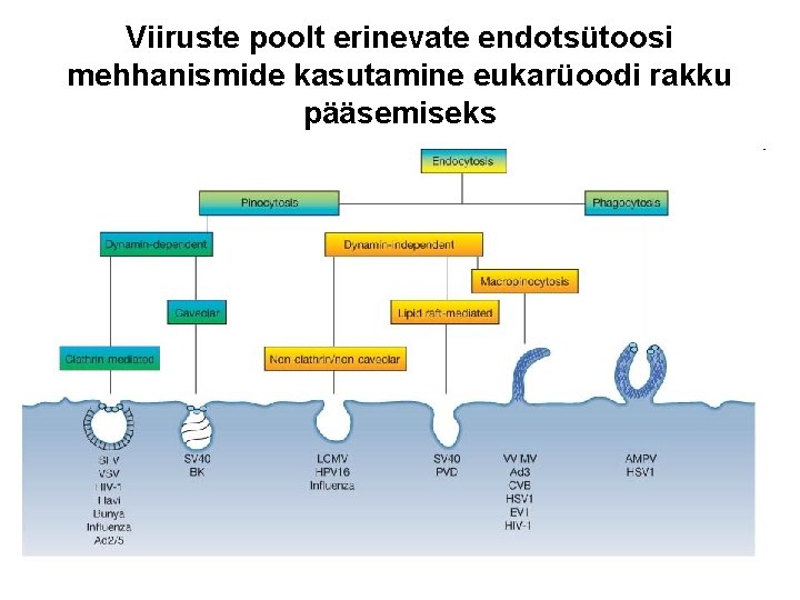 Viiruste poolt erinevate endotsütoosi mehhanismide kasutamine eukarüoodi rakku pääsemiseks 