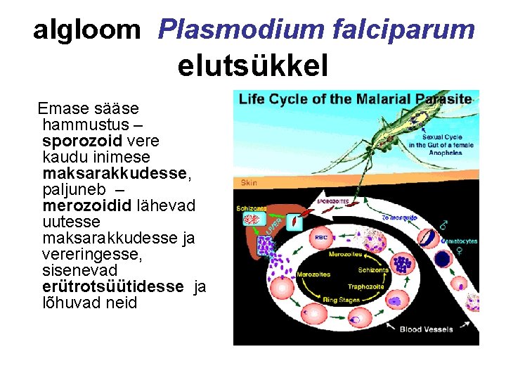 algloom Plasmodium falciparum elutsükkel Emase sääse hammustus – sporozoid vere kaudu inimese maksarakkudesse, paljuneb
