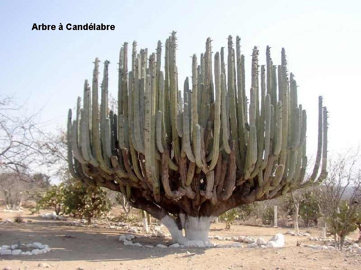 Arbre à Candélabre 