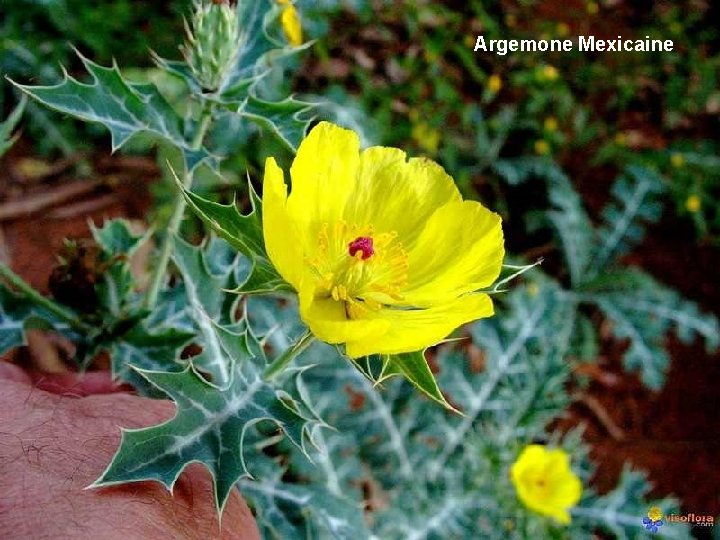 Argemone Mexicaine 