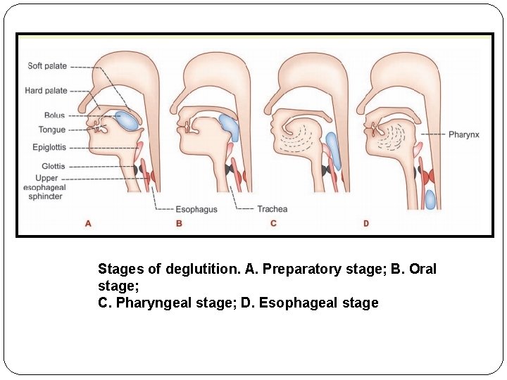 Stages of deglutition. A. Preparatory stage; B. Oral stage; C. Pharyngeal stage; D. Esophageal